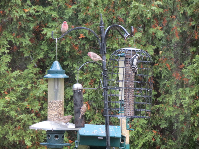 A few birds arrived after the snow tapered off!!
