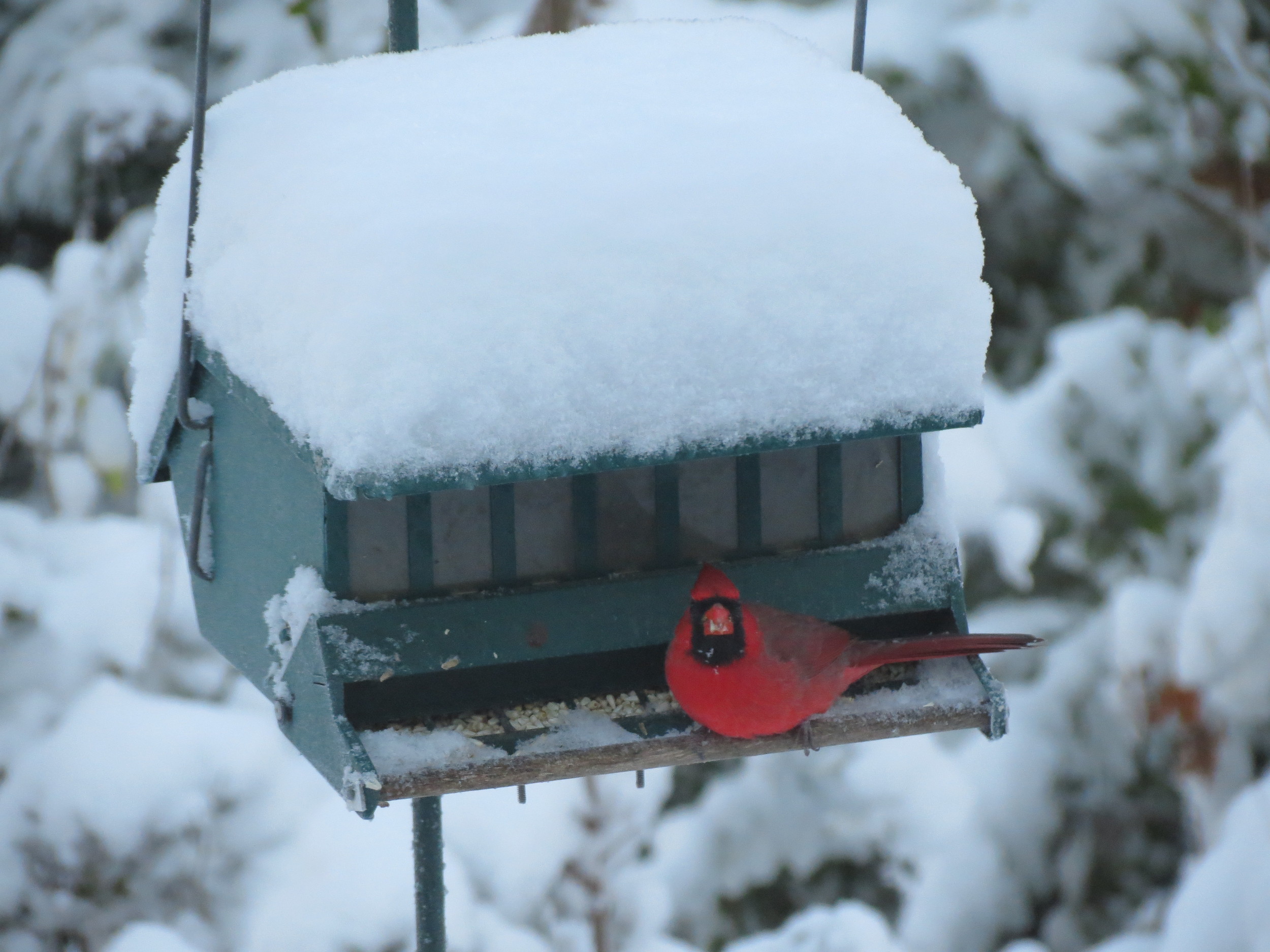 Always wonderful to report Cardinals at our feeders during Project FeederWatch season!!
