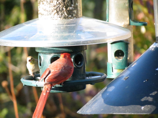 Male Cardinal & Goldfinch visiting the Squirrel Buster Plus