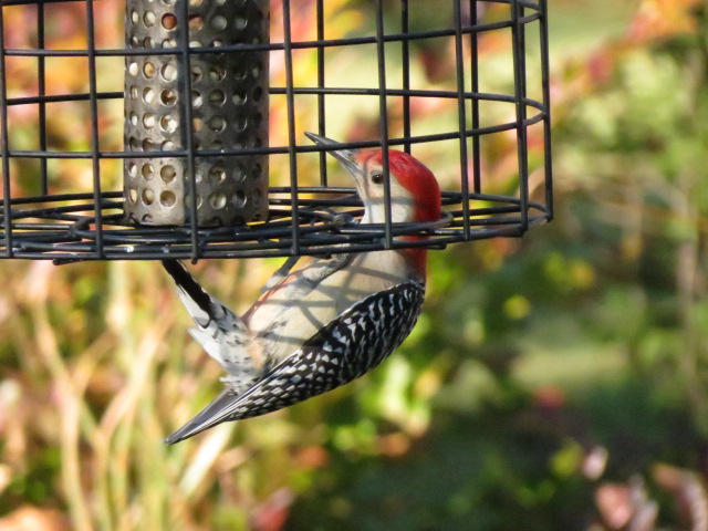 Red-bellied Woodpecker lovin' the peanuts!