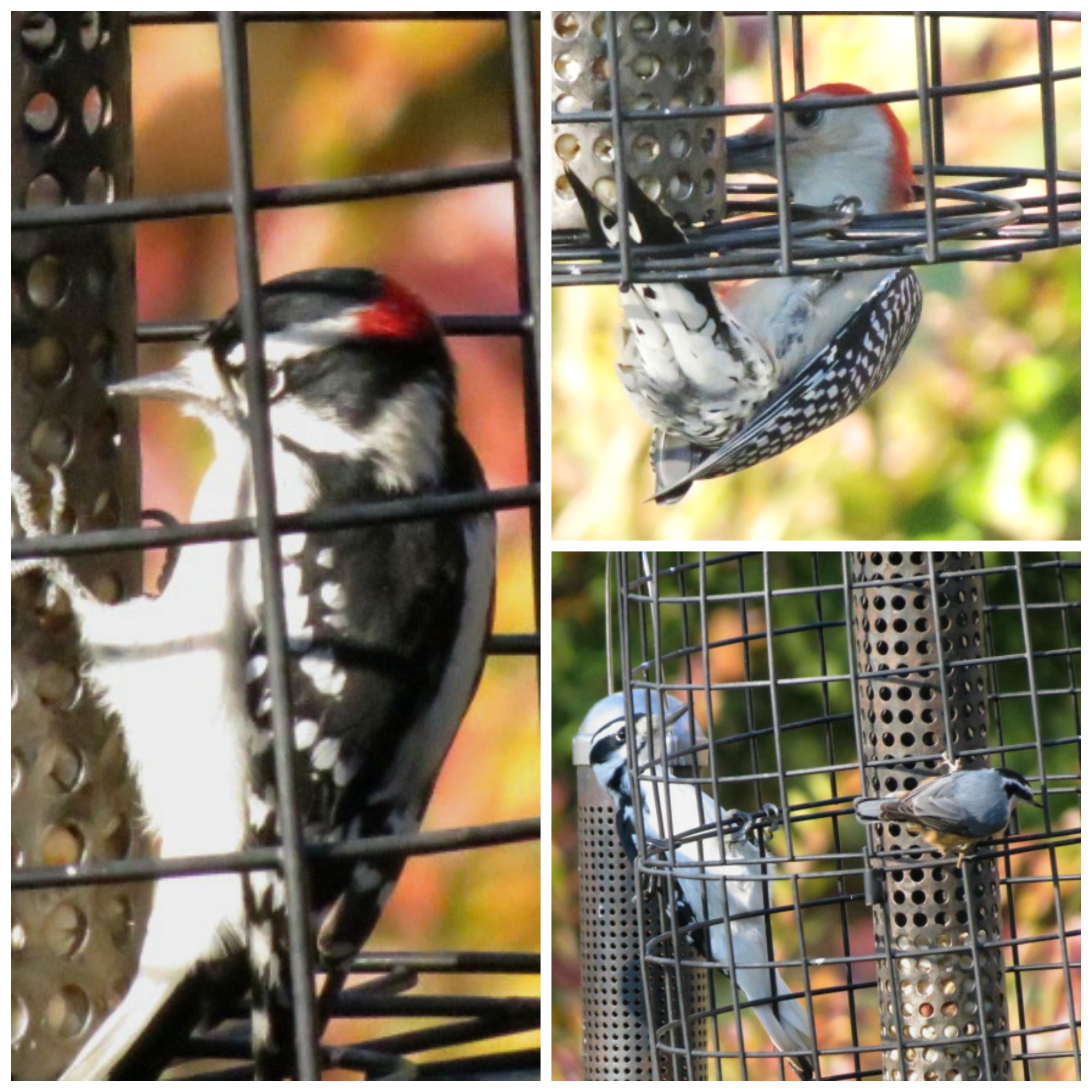 We were excited to welcome 3 Woodpecker species in one day - Downy, Hairy, Red-bellied!