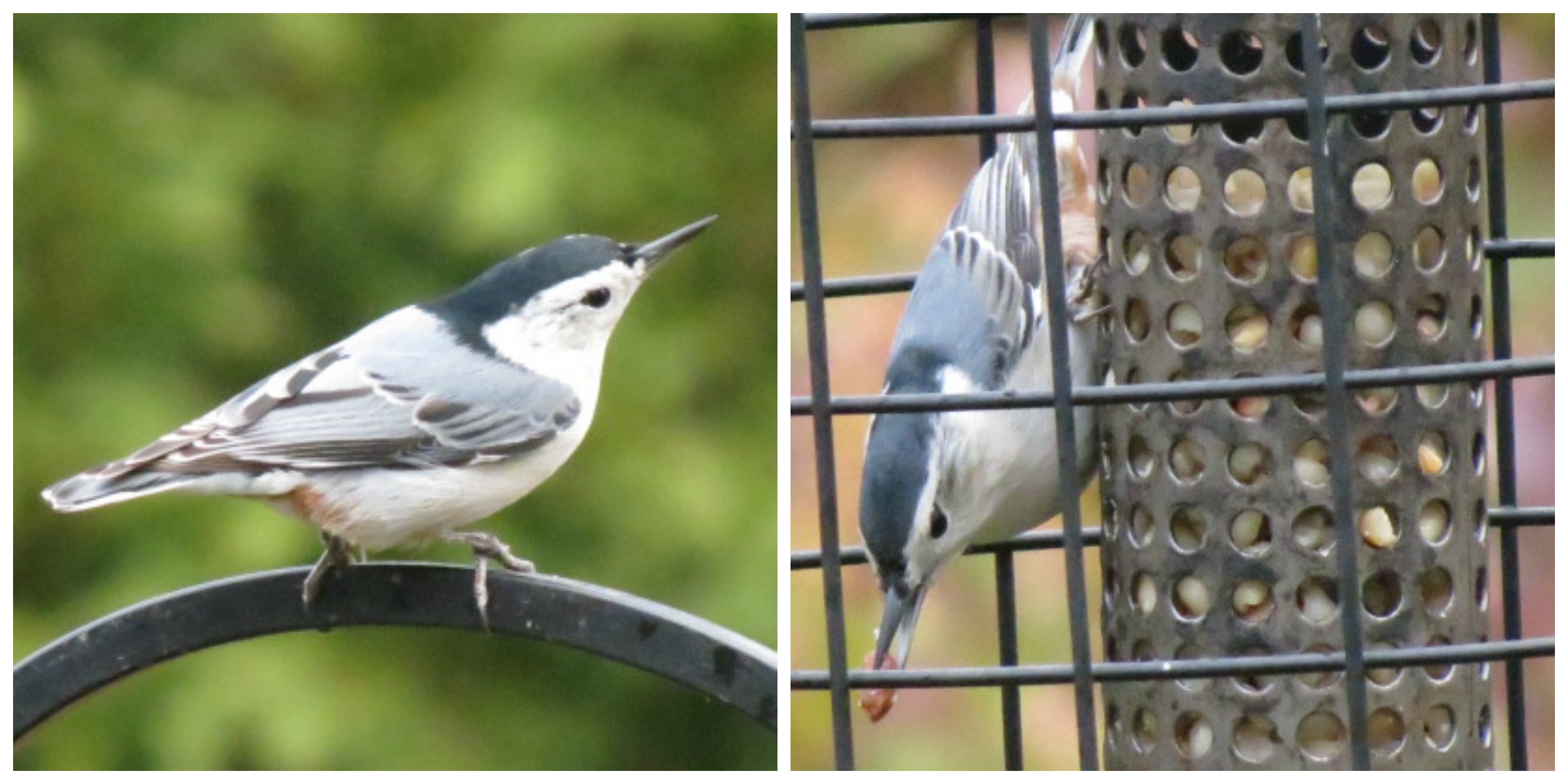 White-breasted Nuthatch has a peanut prize!!