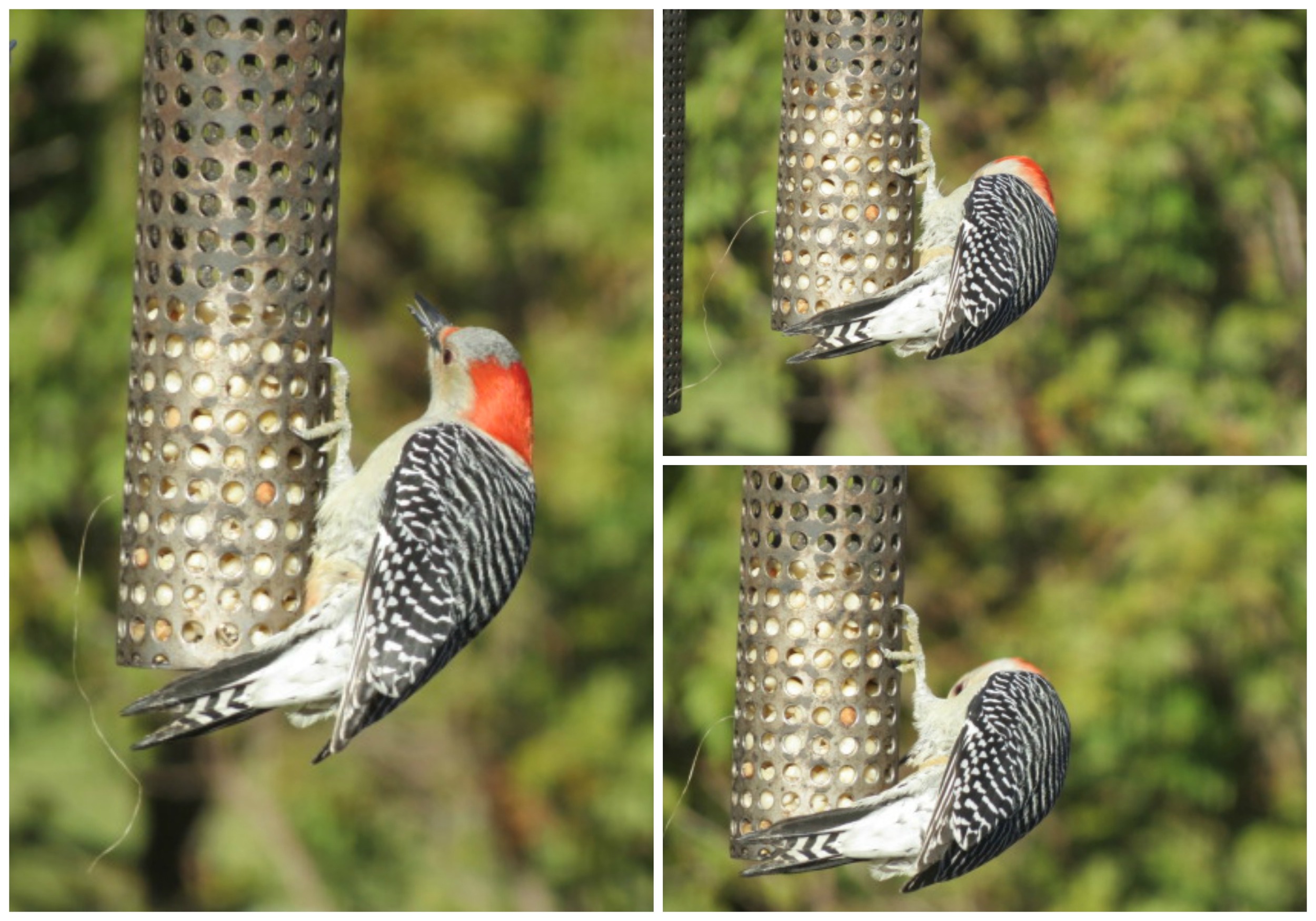 Beautiful F Red-bellied Woodpecker!!