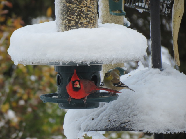Northern Cardinal & American Goldfinches on the Squirrel Buster Plus with Weather Guard (sold separately)