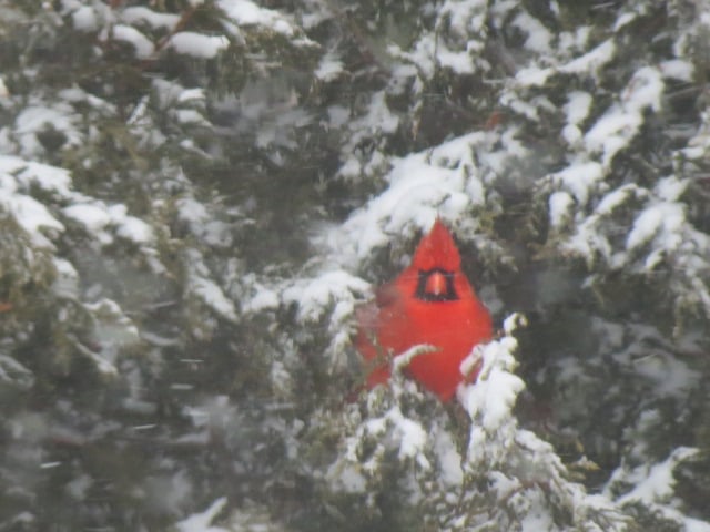 Colder temperatures & snow....but always great to see the beautiful Cardinals in scenes like this!! (taken in yesterday's snowy conditions)