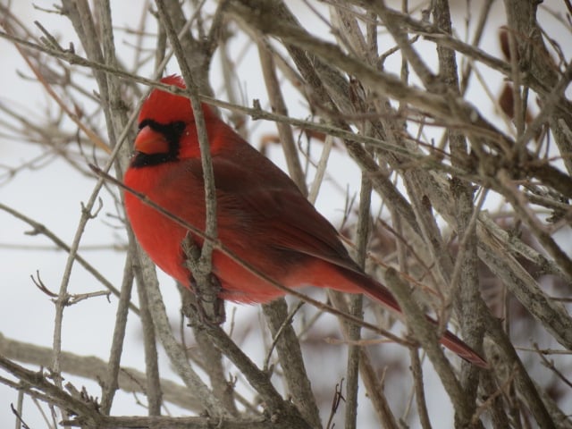 A male Cardinal perched just beyond our kitchen window Tuesday, January 12/16.