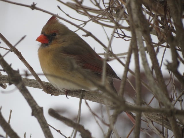 A female Cardinal in the same spot January 12/16