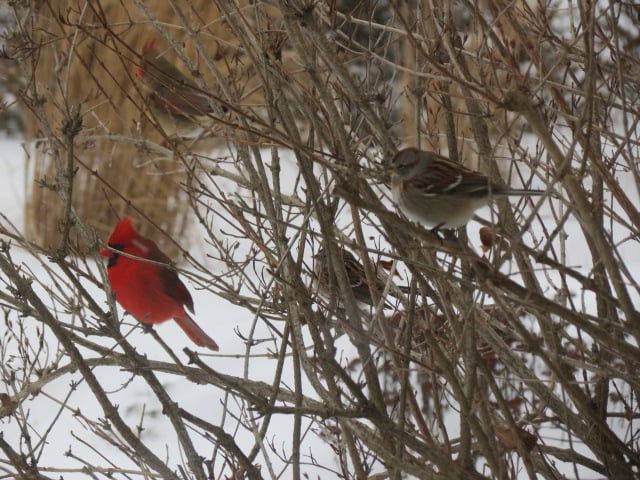 Male & Female Cardinal sharing the Weigela with American Tree Sparrows Tuesday, Jan. 12/16
