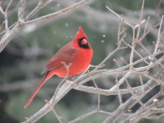 Beautiful male Northern Cardinal captured Wednesday, January 20th!