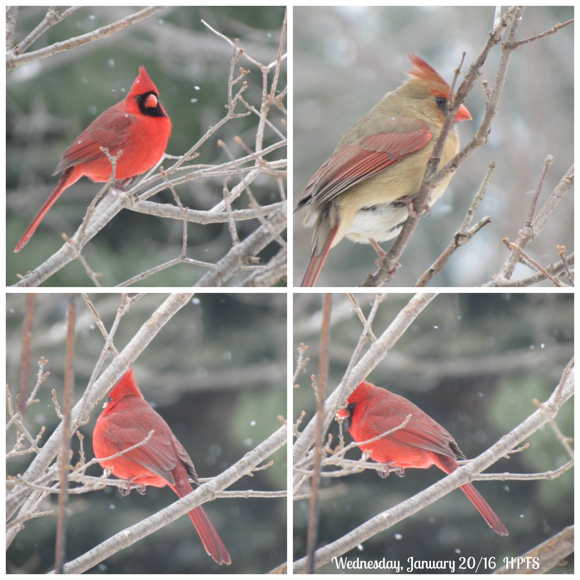 Male & Female Northern Cardinal