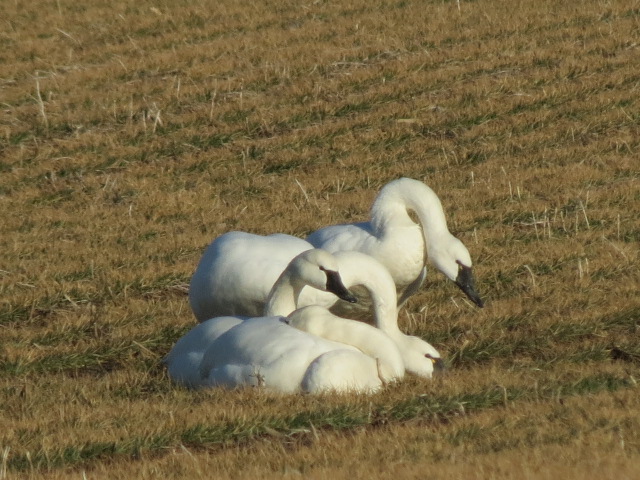 Beautiful Tundra Swans earlier this week!