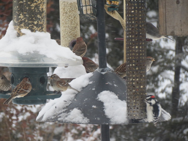 Also hoping our feeders are busier than this!! With the snow & cold temperatures, keep your feeders filled!! The birds will be looking for easily accessible food!