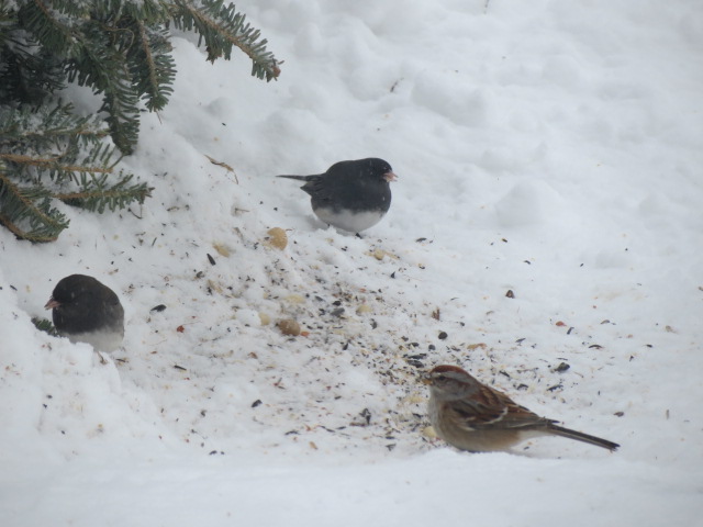 Juncos & American Tree Sparrow on the ground beside our Christmas tree