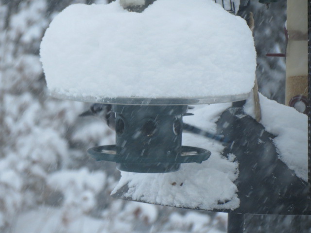 Blue Jay on this snowy Saturday....certainly enjoying the protection of the Squirrel Buster "Weather Guard".!!