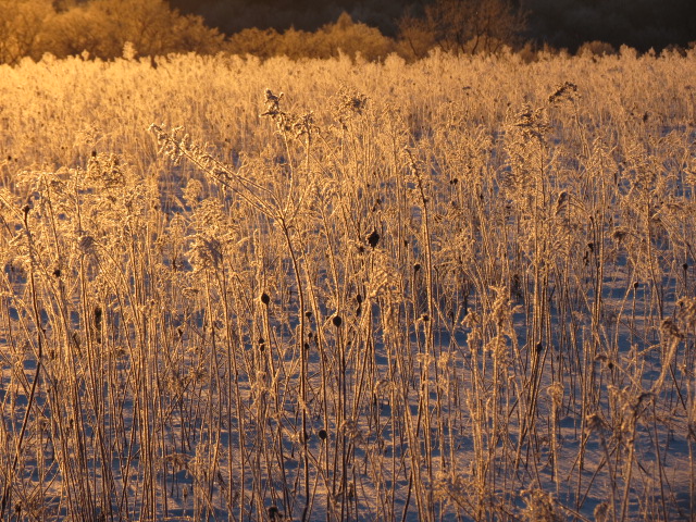 Frosty weeds on a Februa ry morn