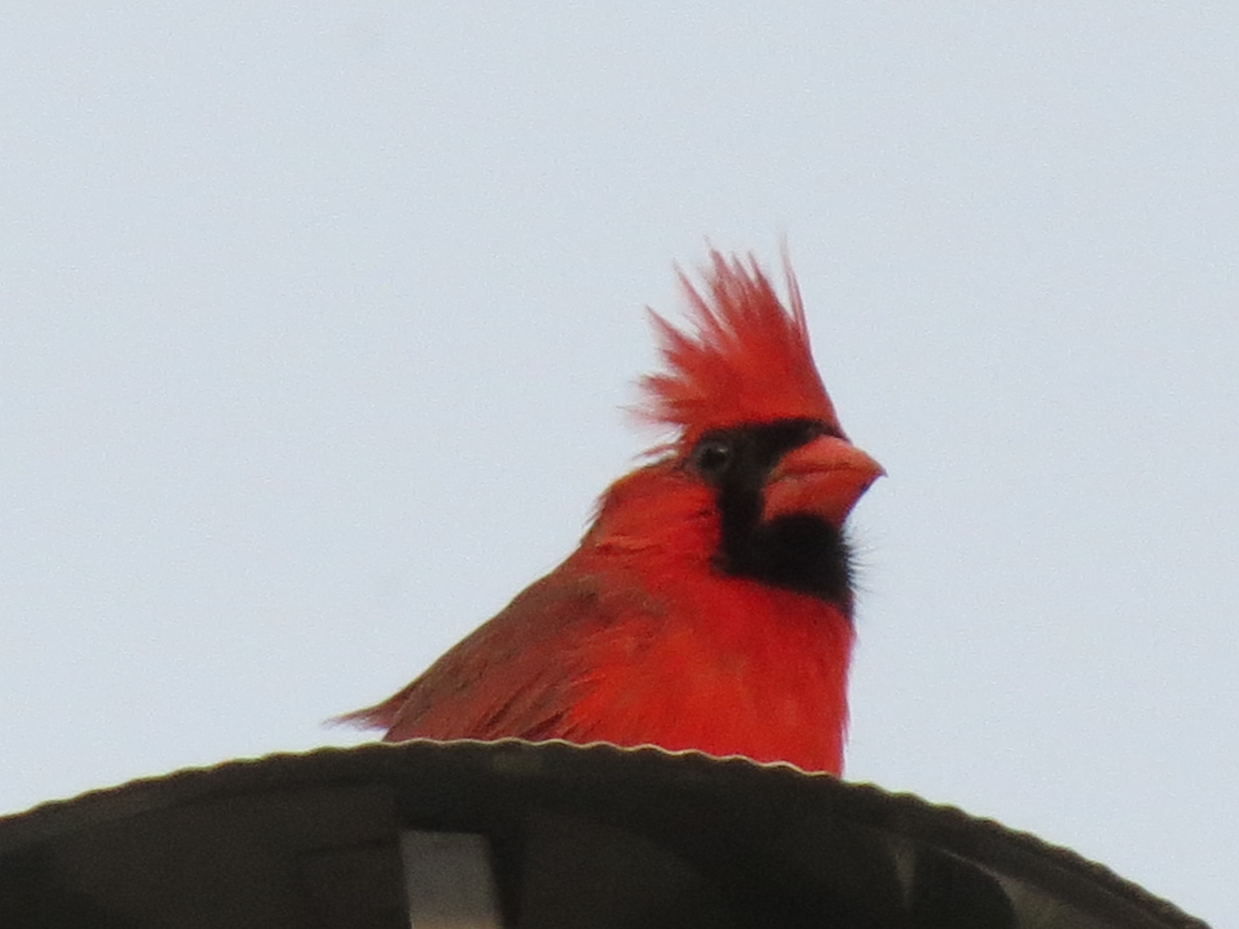 Singing from our rooftop a couple of years ago!