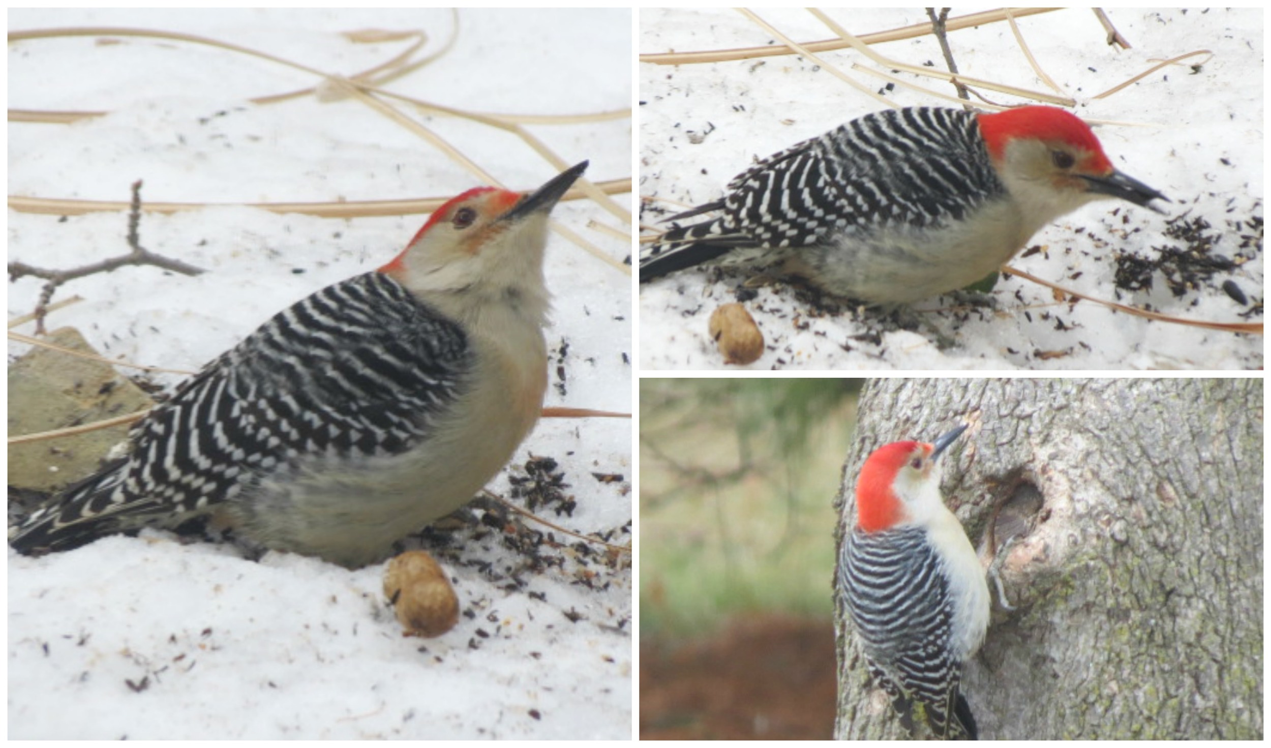 Red-bellied Woodpecker....on the ground & on a tree!