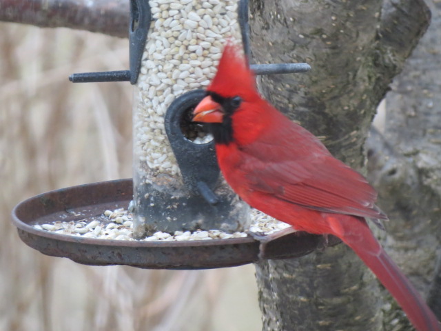 Male Cardinal lovin' the Safflower Seed!