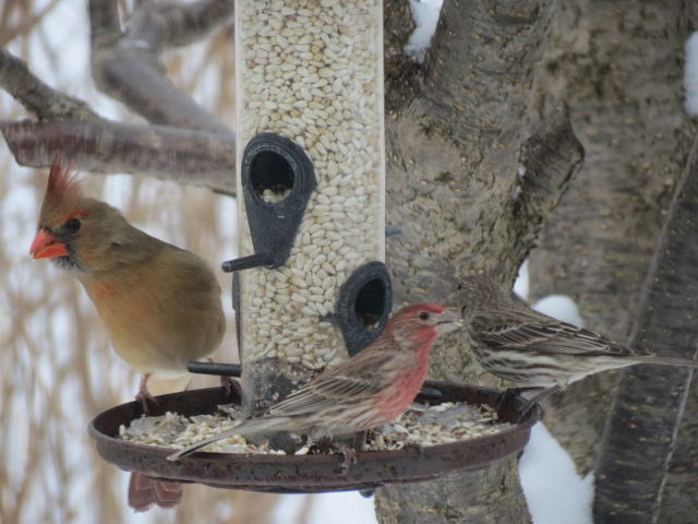 Female Cardinal sharing the Safflower Seed with the Finches!