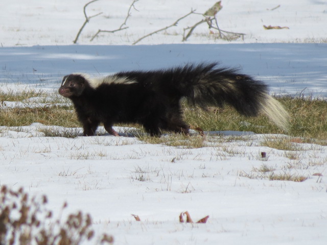Skunk checking things out!