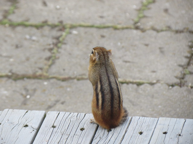 Chipmunk spotted today!