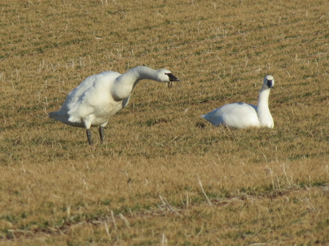 Tundra Swans