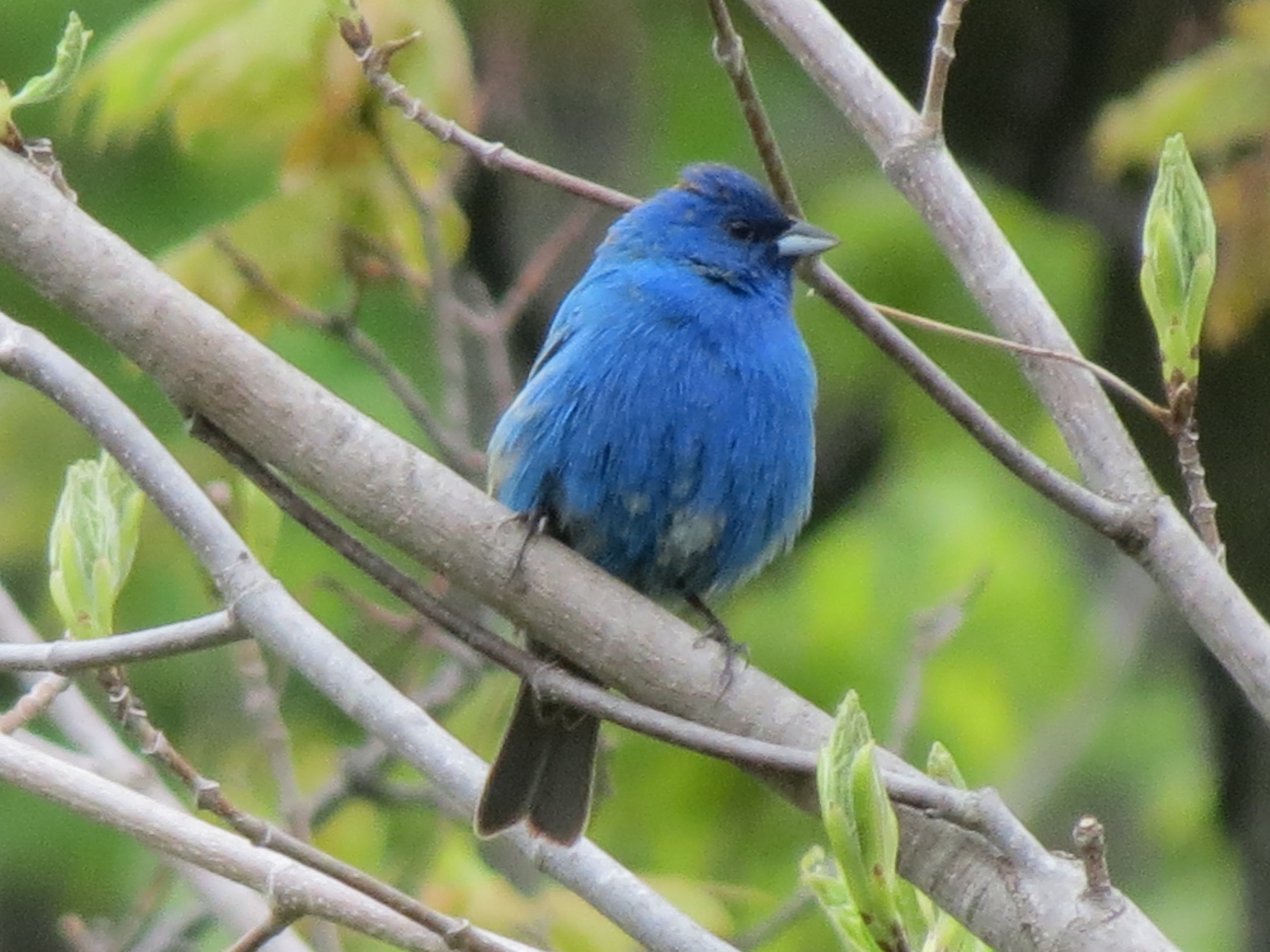 Lovely blue of the Indigo Bunting against the beautiful green!