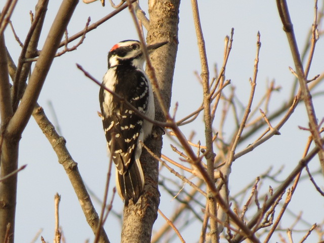 Hairy Woodpecker in the afternoon sun!