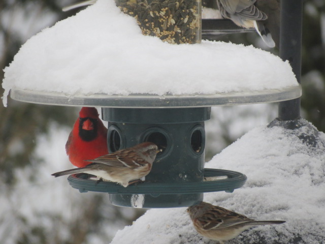 The pretty birds came out to play following one of the recent April snow "events"!