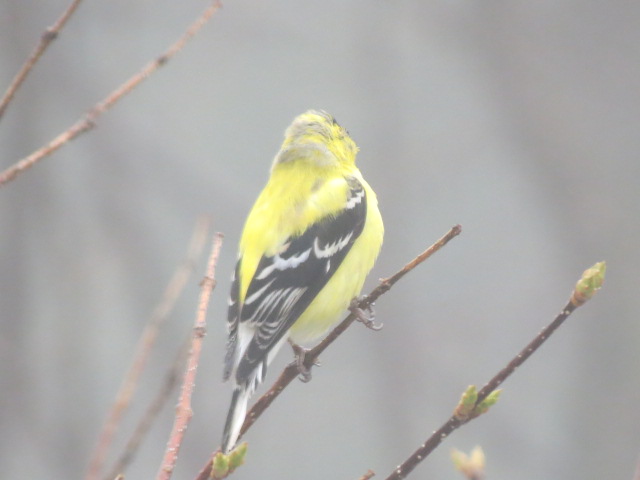 Lovely Goldfinch in the fog with buds getting ready to pop!