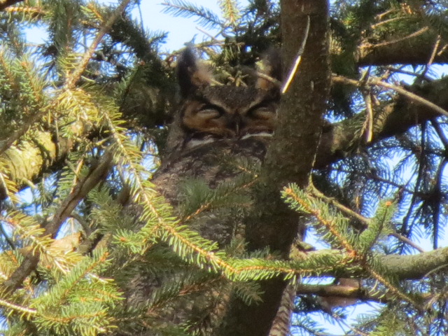 Great-horned Owl