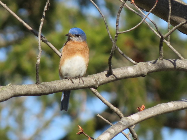 Beautiful Eastern Bluebird!!