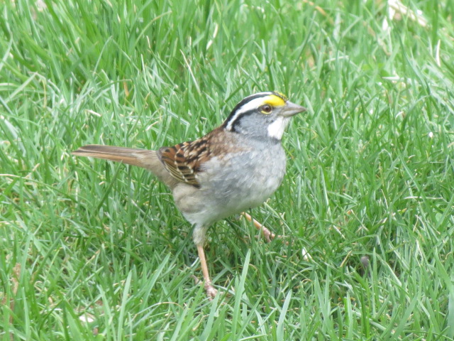 White-throated Sparrow arrived Sunday April 24th!!