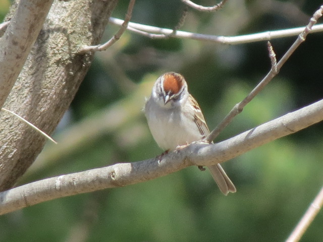 Cute Chipping Sparrow arrived a few days before the White-throated Sparrows
