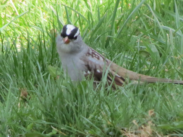White-crowned Sparrows arrived today - Monday April 25!!