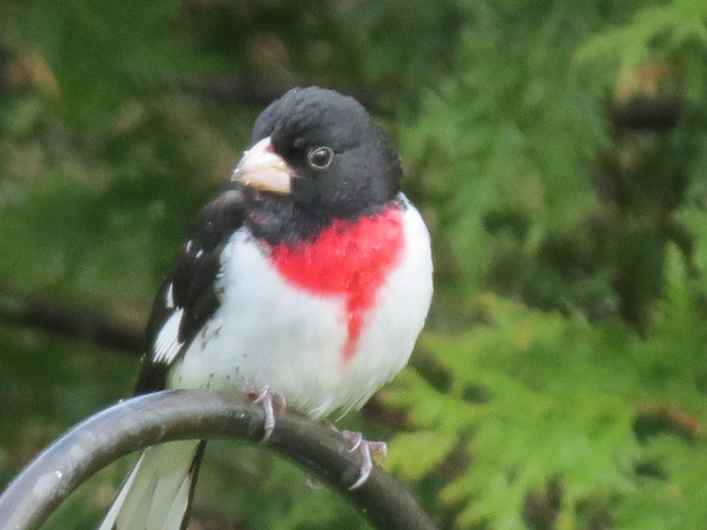 Two Male Rose-breasted Grosbeaks arrived in our garden Monday, May 2nd 2016!!