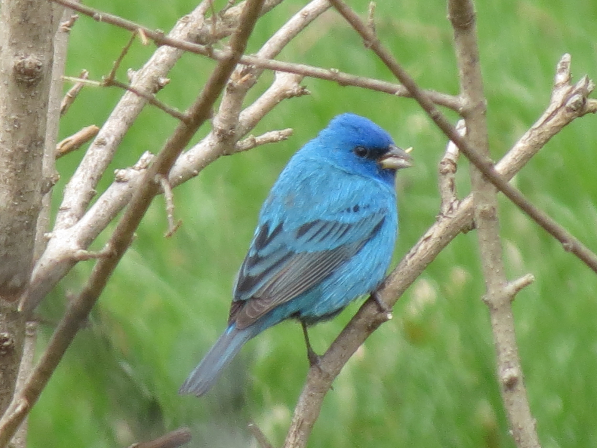 Indigo Bunting (male)