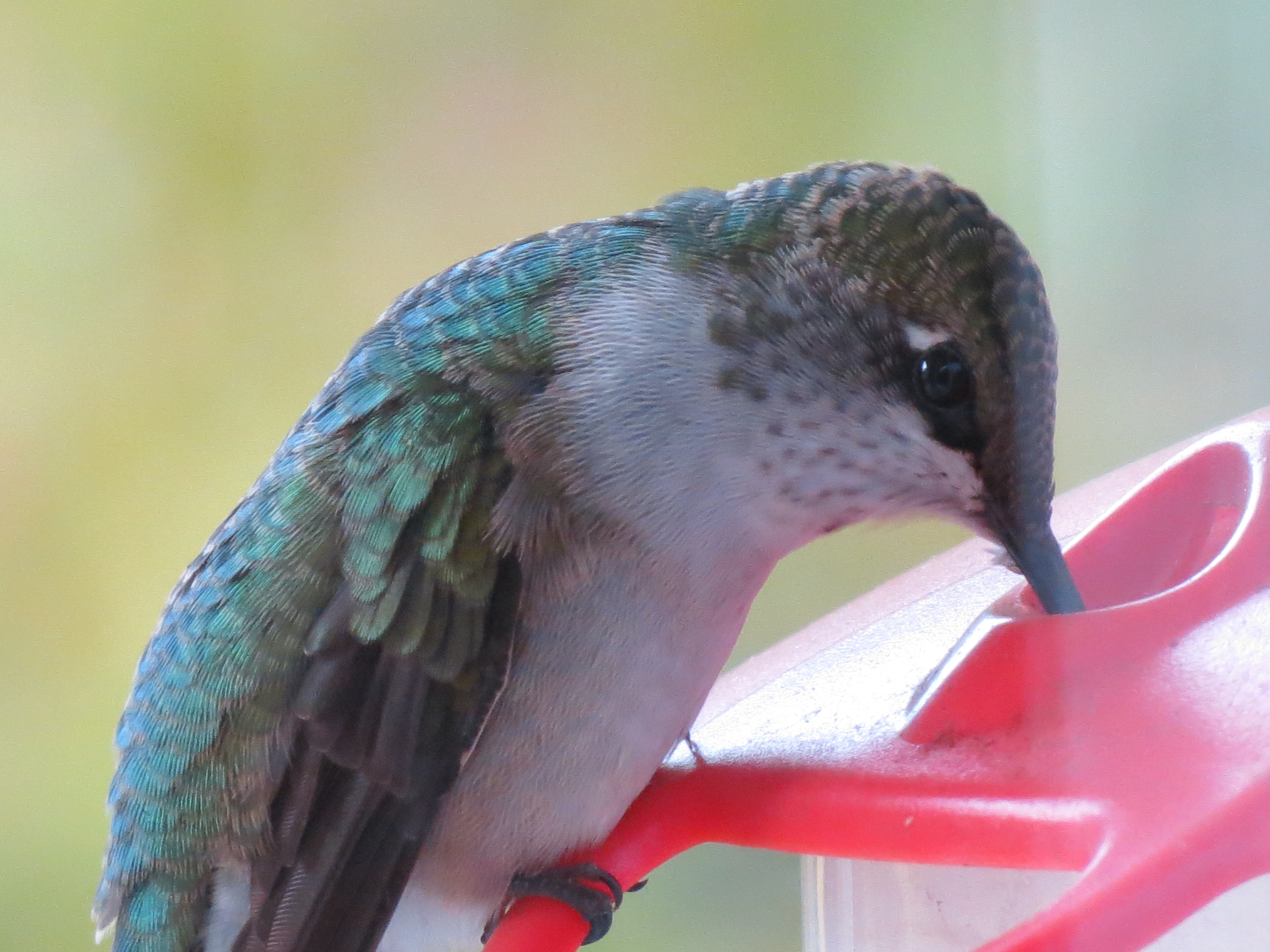 Ruby-throated Hummingbird (photo from previous year)
