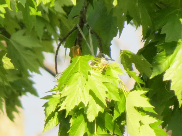 Baltimore Oriole nest in the leaves! Note the tail sticking out of the nest as the female Baltimore Oriole arranges things inside!!
