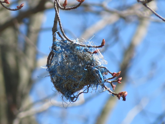 Baltimore Oriole nest from a previous year