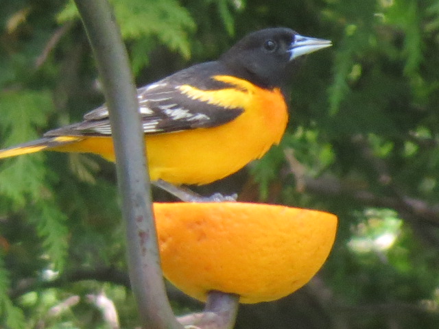 Male Baltimore Oriole lovin' an orange!