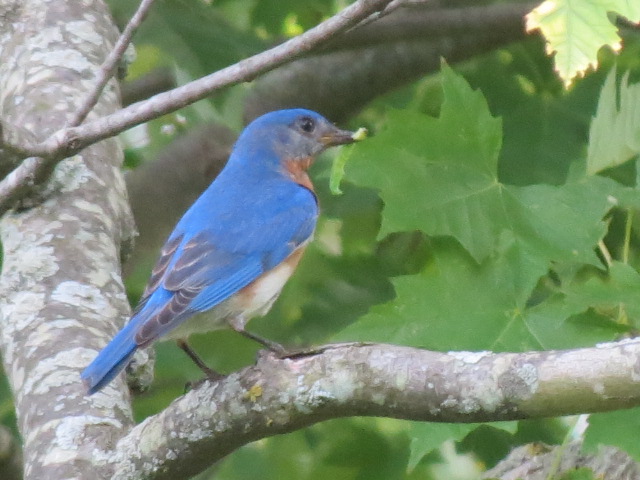 Here comes lunch thanks to Papa Eastern Bluebird!!