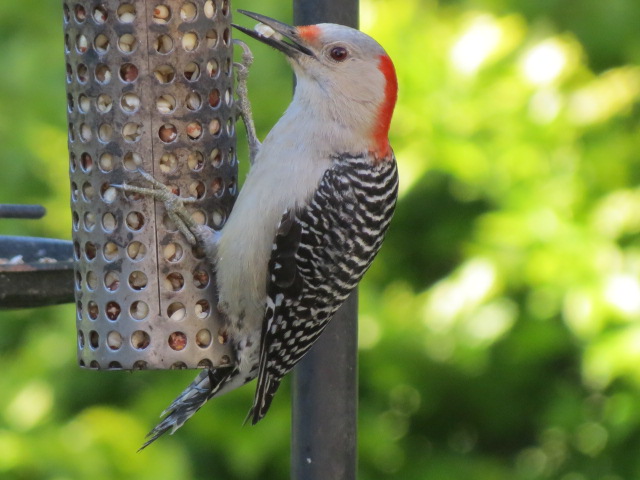 Female Red-bellied Woodpecker has her treat!!