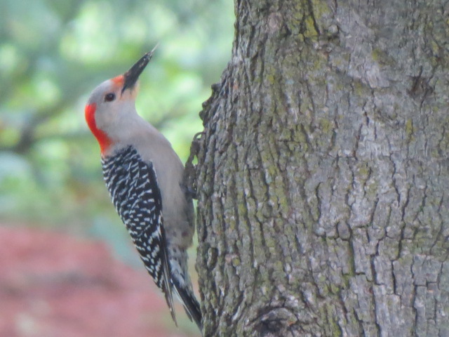 Female Red-bellied Woodpecker at a nearby tree