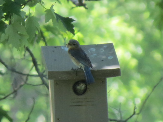 Eastern Bluebirds