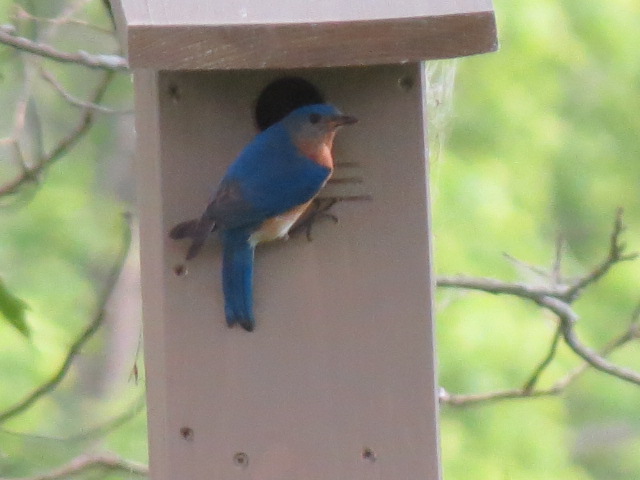 Male Eastern Bluebird
