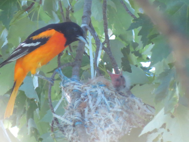 "Pop" Baltimore Oriole checking on the nest!!