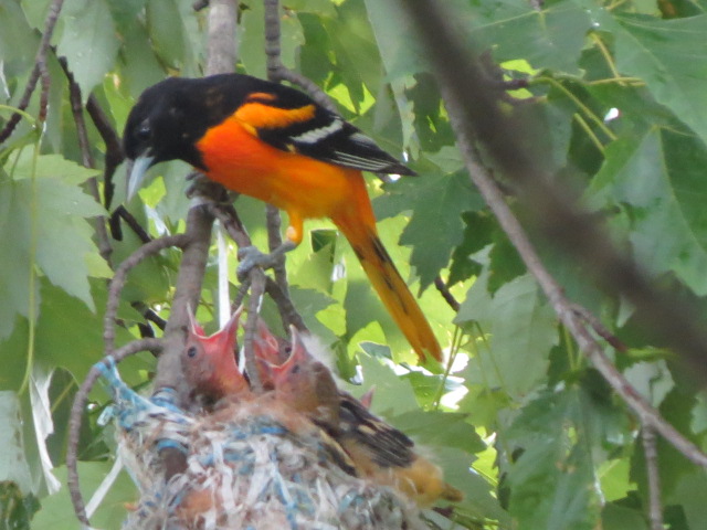 Male Baltimore Oriole feeds & cares for thefamily!
