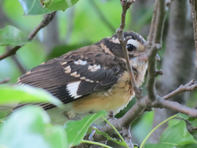 Rose-breasted Grosbeak....Here I am; Here I am!!