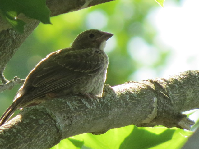Brown-headed Cowbird waiting for "Mom" - Baltimore Oriole